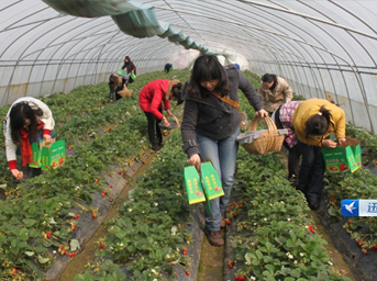 公司舉行“三八節”草莓采摘活動